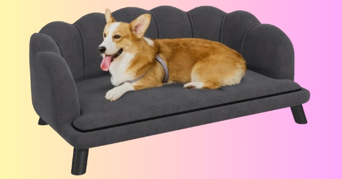 Best Couch For Dog Owners