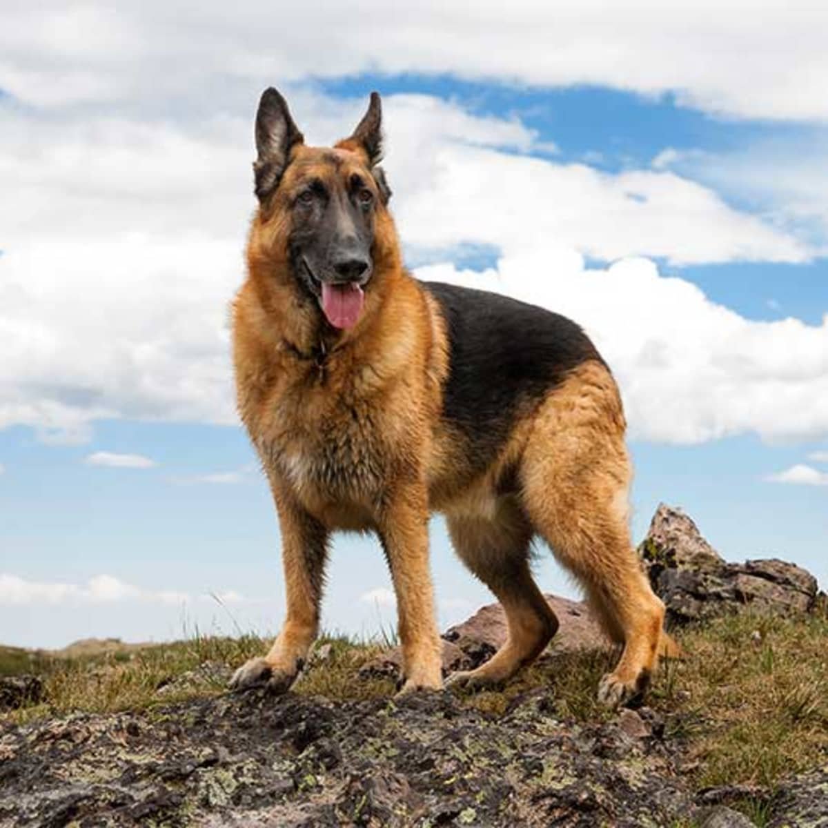 Is German Shepherd Banned In India: Legal Facts & Myths