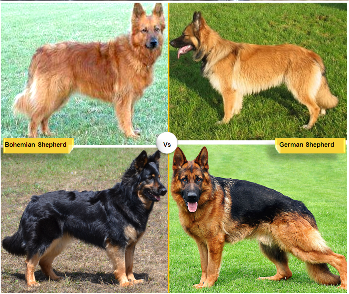 Dogs That Look Like German Shepherds: Top Breeds to Know