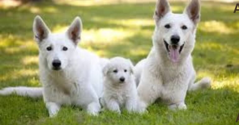 White German Shepherd Price In India