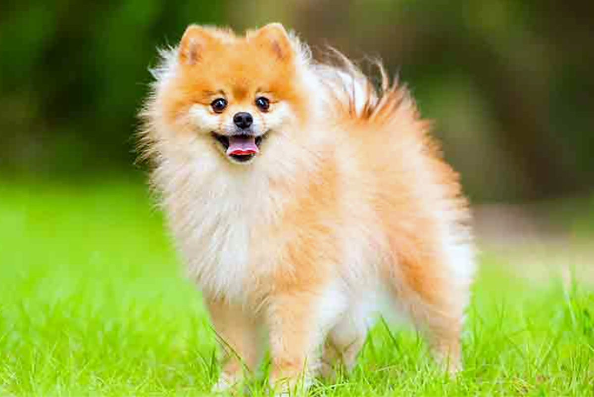 Best Small Dog Breeds In India With Price: Affordable & Adorable Choices