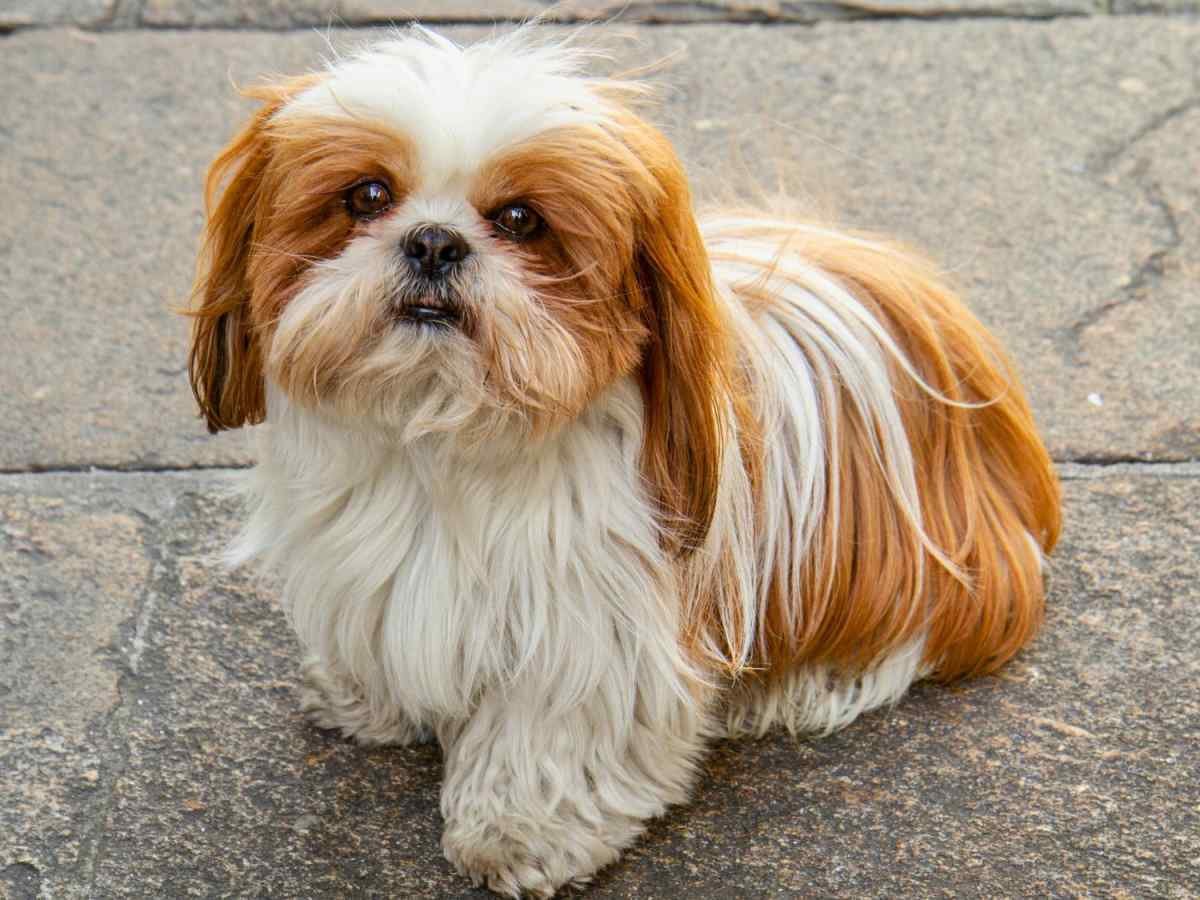 Best Small Dog Breeds In India With Price: Affordable & Adorable Choices