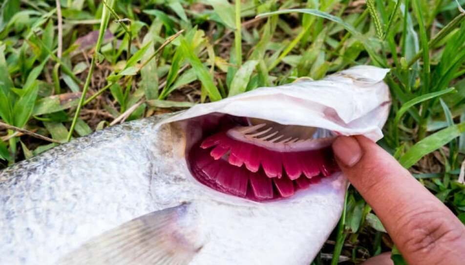 Can Fish Drown? Uncovering Aquatic Mysteries!