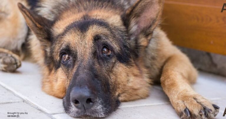 German Shepherd End Of Life Symptoms