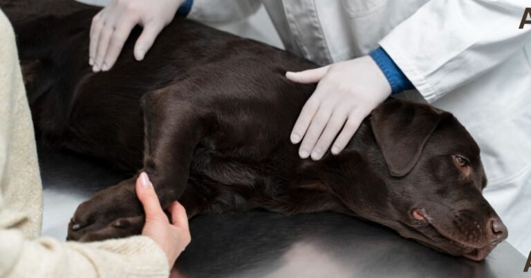 Dog Gland Removal Pros And Cons