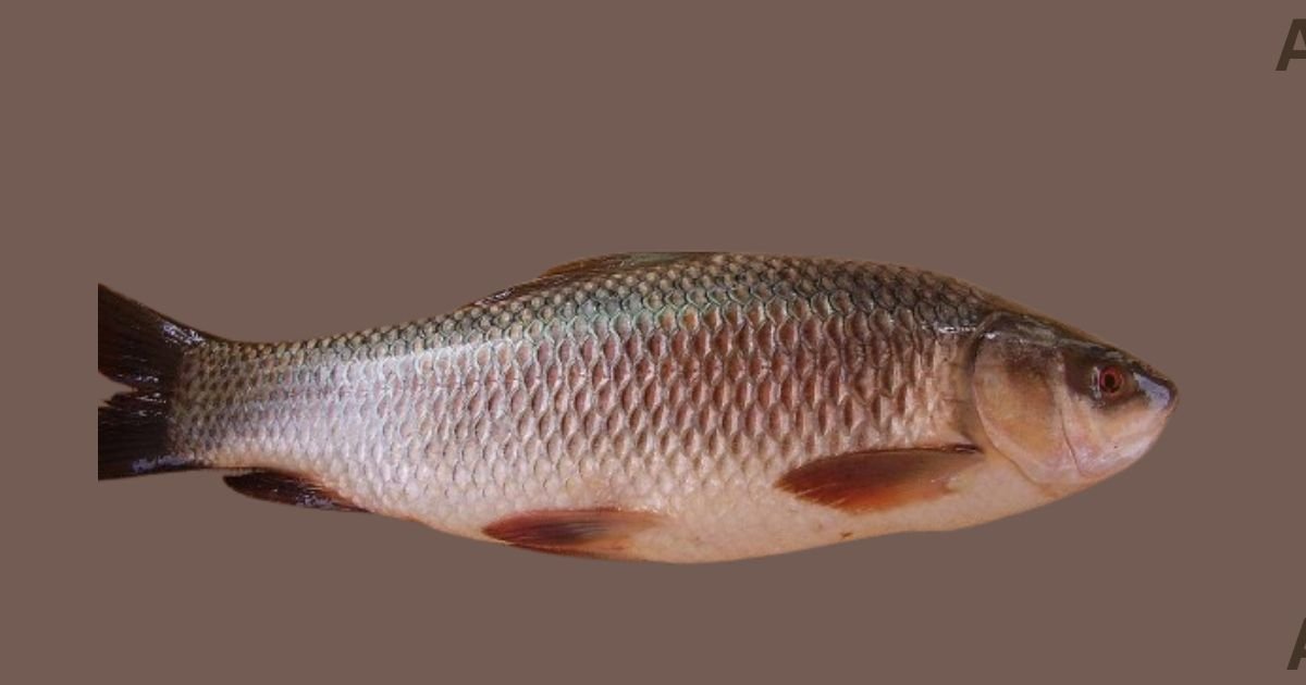 Is Rohu Fish Good for Health