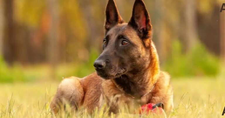 Dogs That Look Like German Shepherds