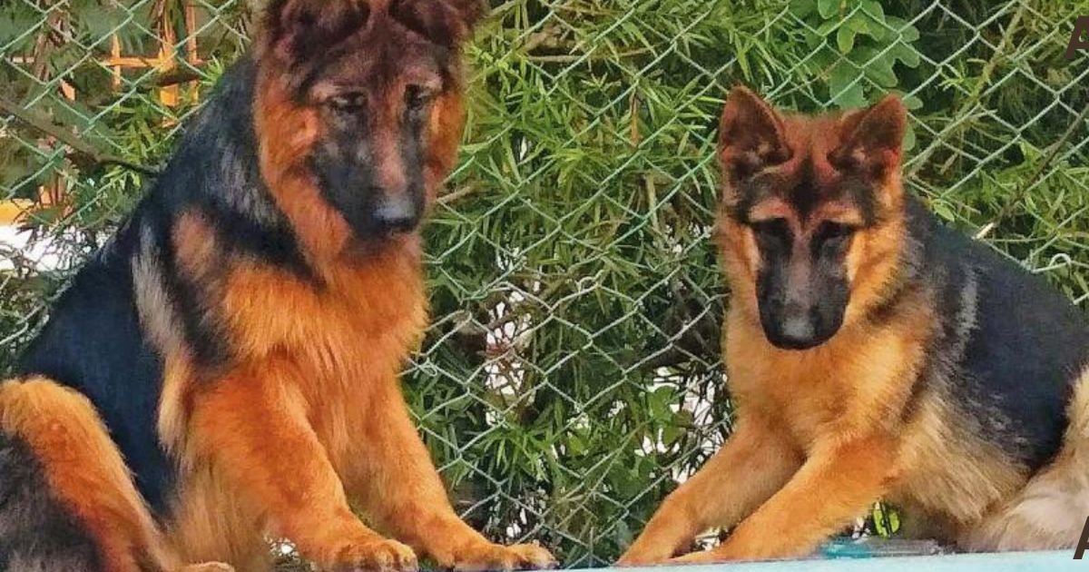 Is German Shepherd Banned In India