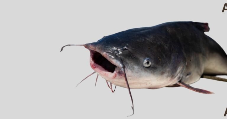 Are Blue Catfish Bad For A Pond