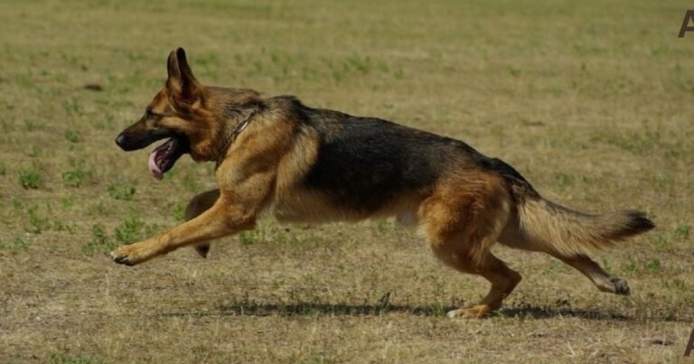 How Fast Can A German Shepherd Run