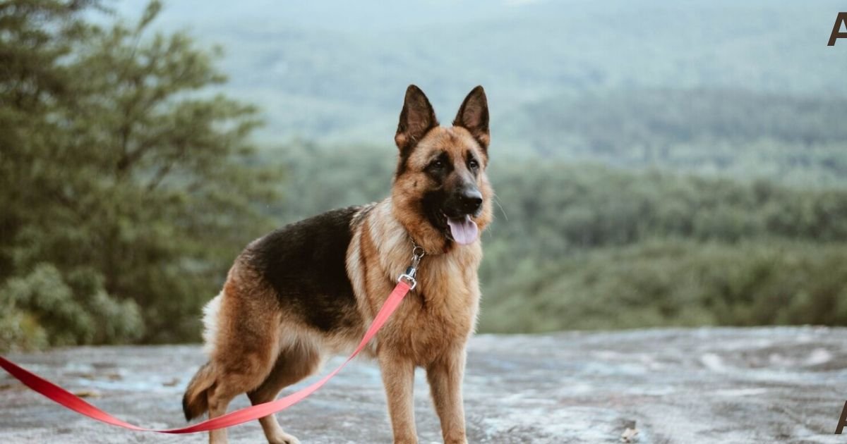 When Do German Shepherds Stop Growing