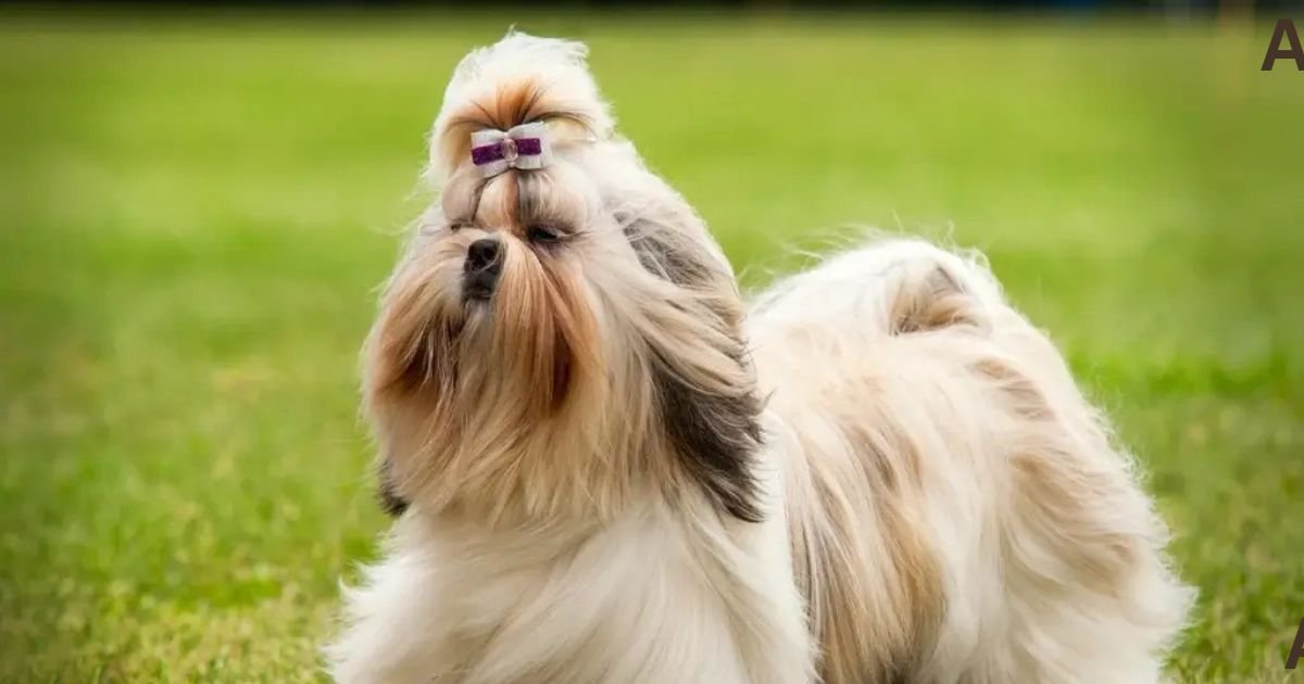 Why Shih Tzu Are the Worst Dog