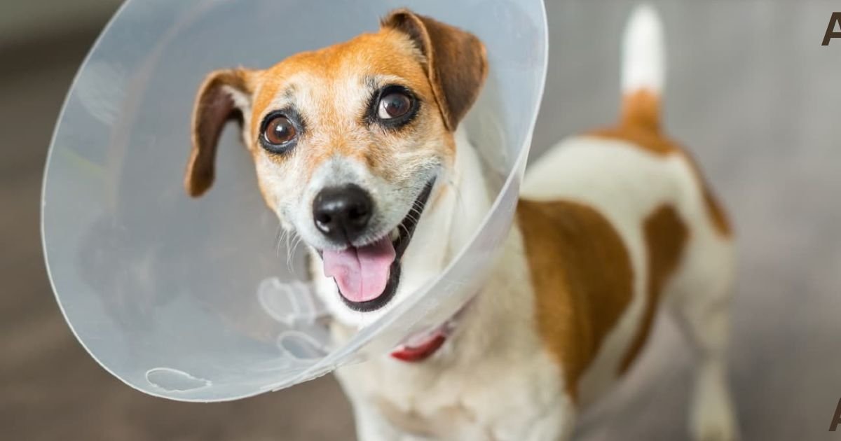 How Long Dog Wear Cone After Neuter