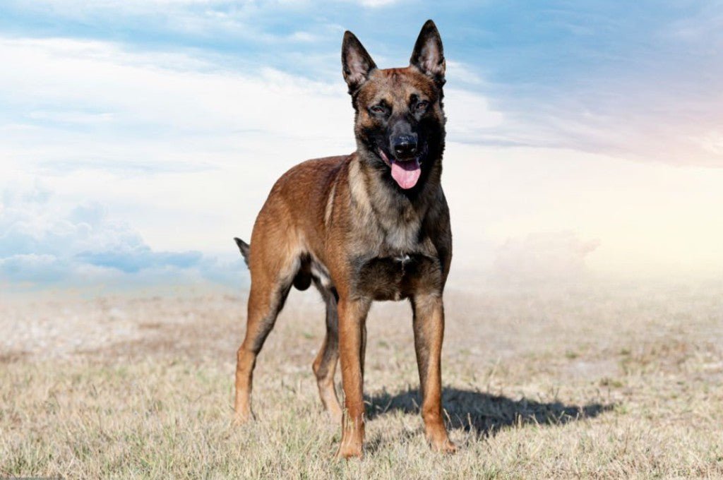 Dogs That Look Like German Shepherds: Top Breeds to Know