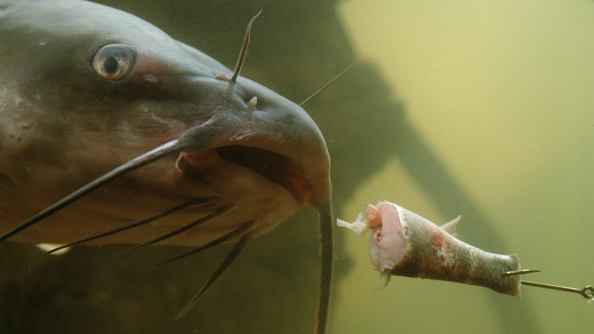 Can You Catch Catfish With Catfish?: Unveil the Secret!