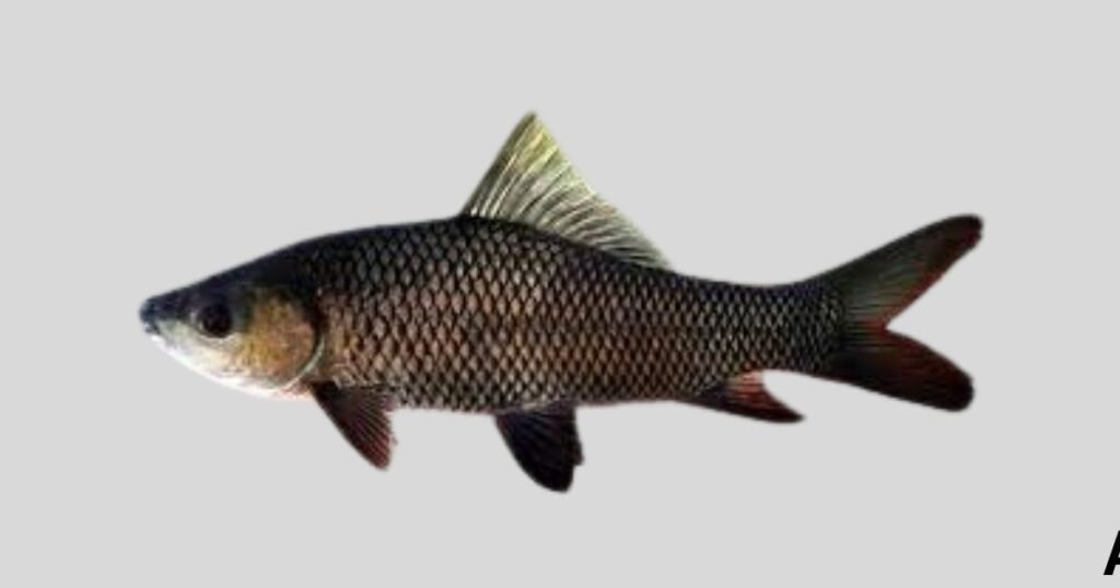 What Is Rohu Fish Called in the USA