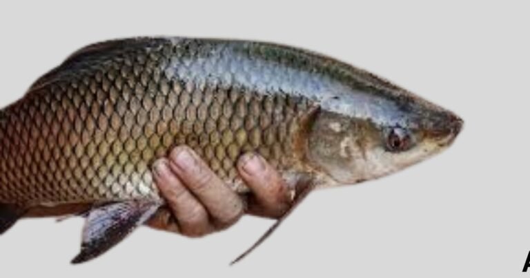 What Is Rohu Fish Called in the USA