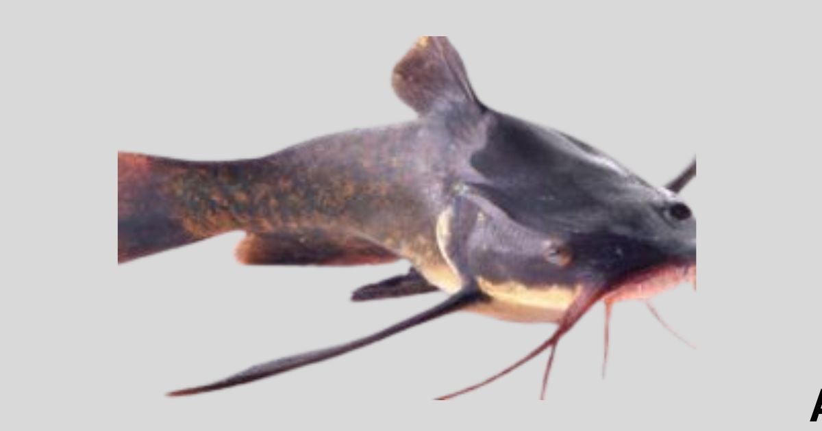 Do Cory Catfish Produce A Lot Of Waste