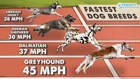 How Fast Can A German Shepherd Run: Unleashed Speed!