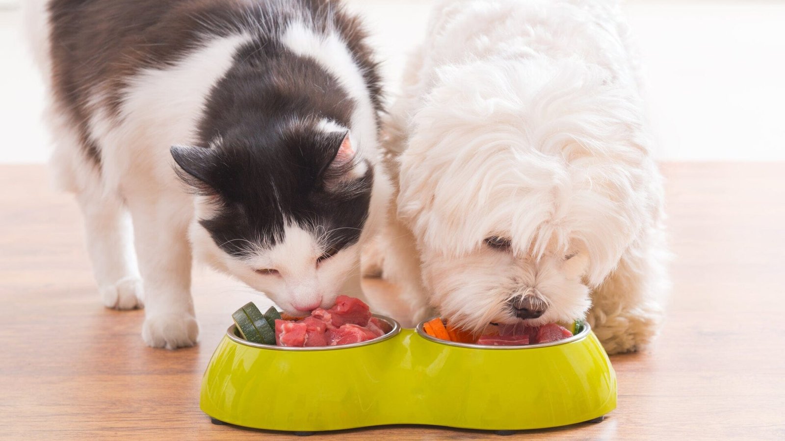 Can A Dog Die From Eating Cat Food?: Surprising Facts Revealed