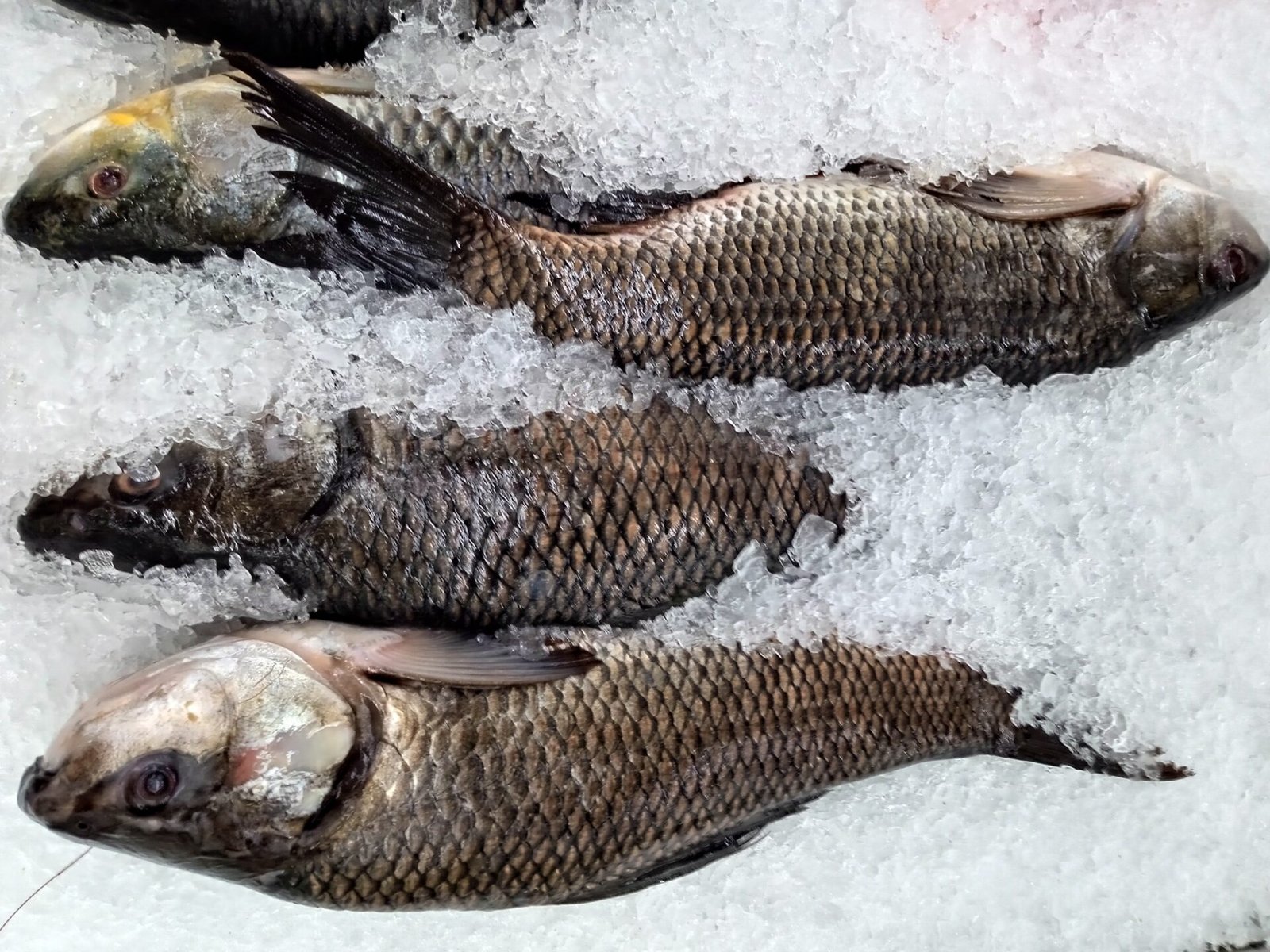 What Is Rohu Fish Called in the USA? Unveiling Its Identity