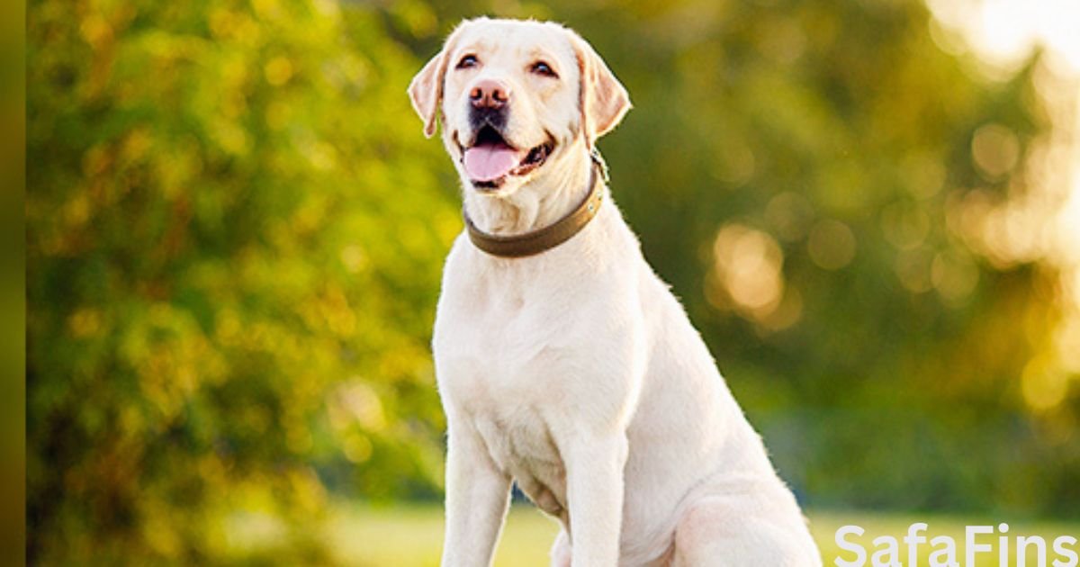 Best Dog Breeds In India