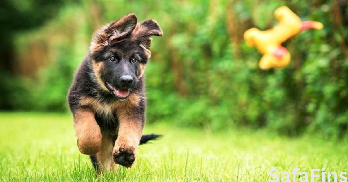 German Shepherd Price in India