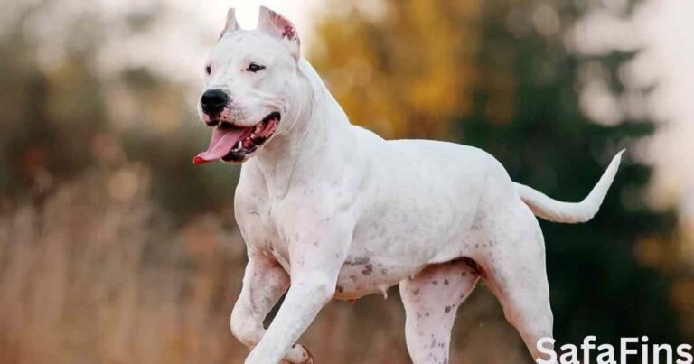 Banned Dog Breeds In India