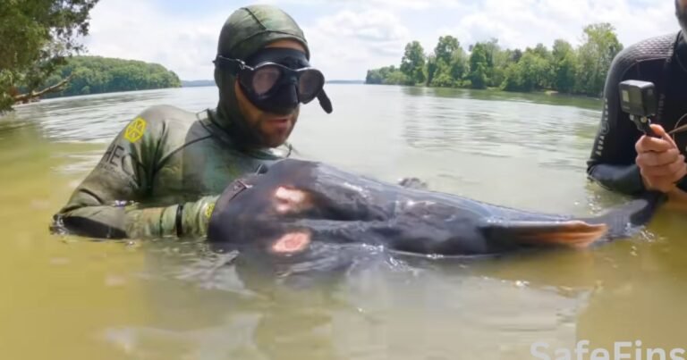 Can Catfish Attack Humans