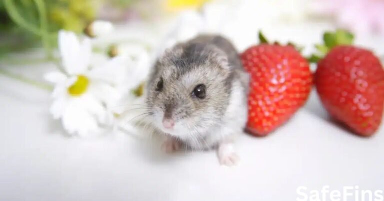 Can Hamsters Eat Strawberries