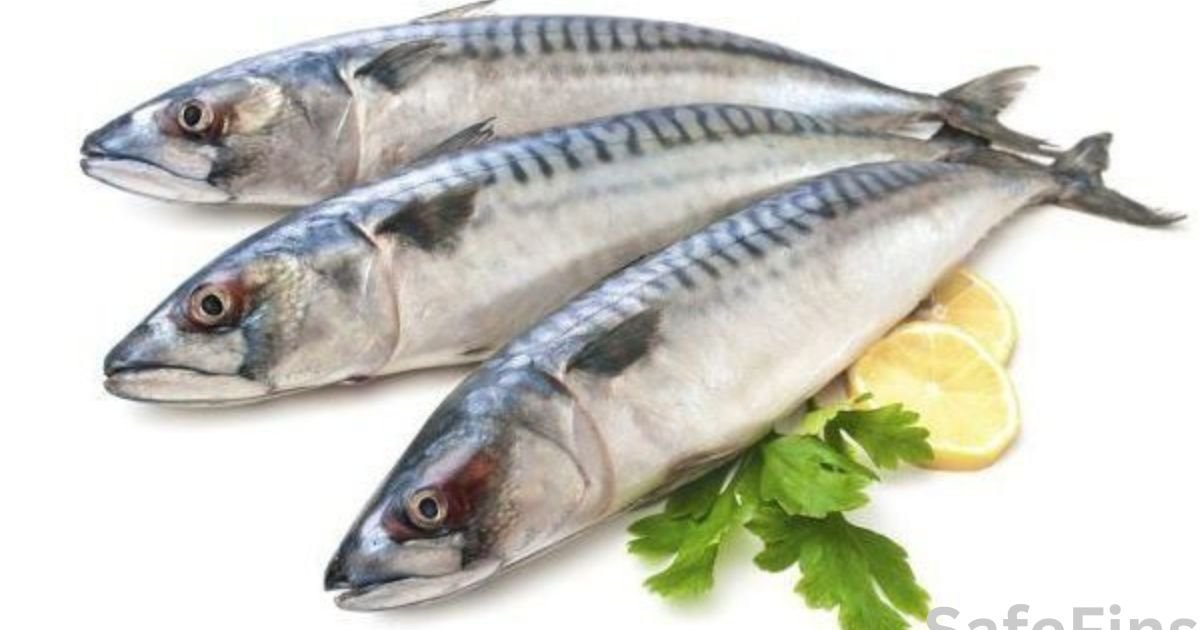 What is the national fish of India