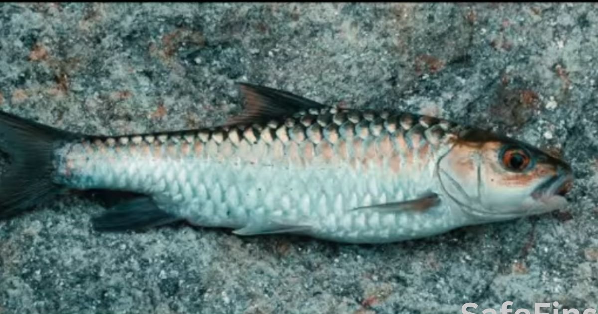 State Fish of Sikkim