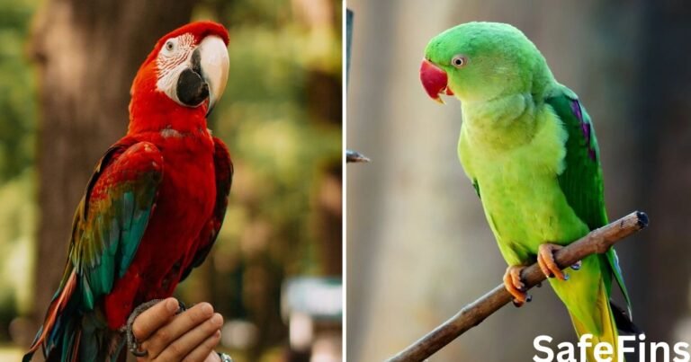 Parrot And Parakeet Difference