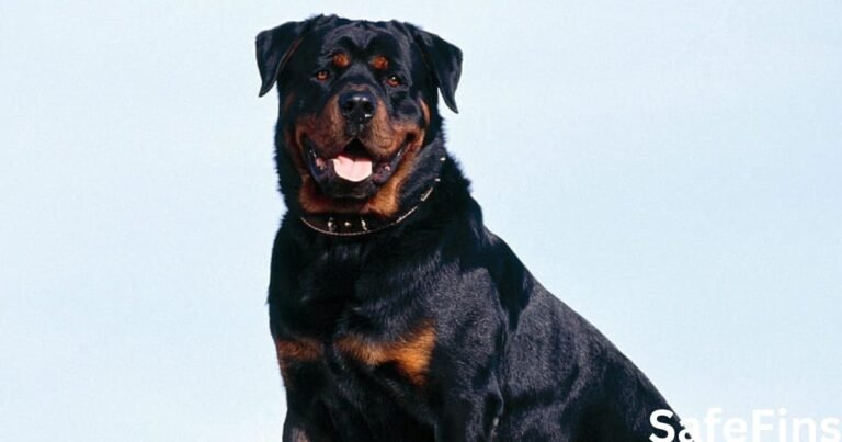 Rottweiler Price In India