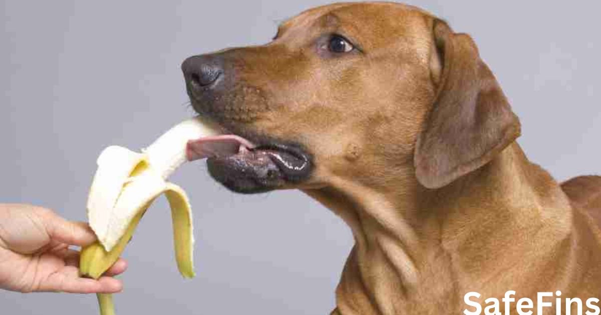 Can Dogs Eat Bananas