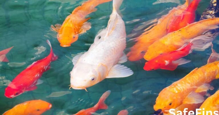 How Much Are Koi Fish