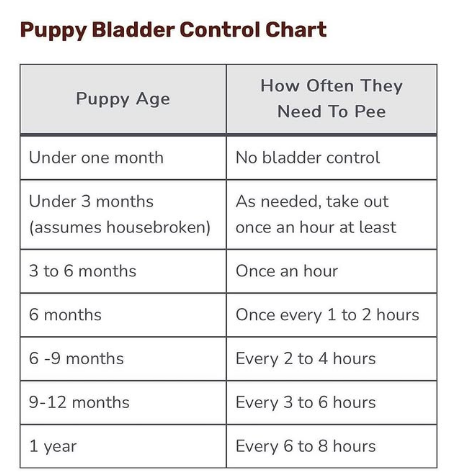 How Long Can Dogs Hold Their Pee