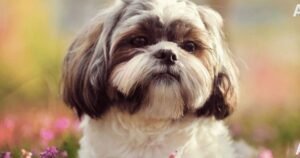 Shih Tzu Price in India