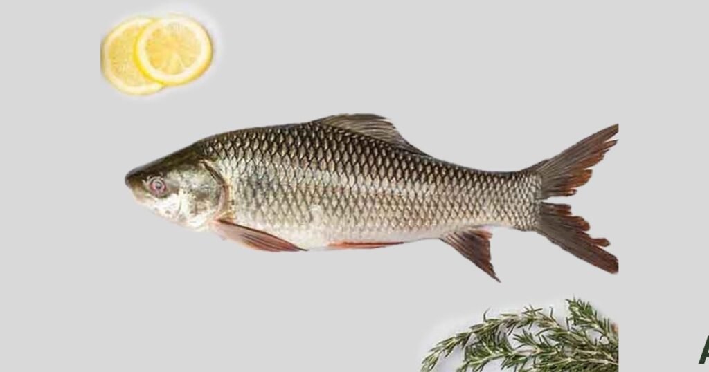 Rohu Or Katla Which Fish Is Tasty In India