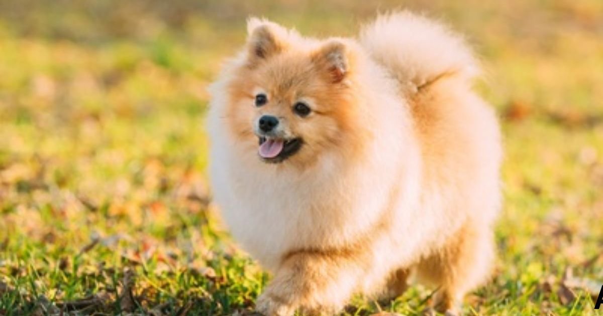 Best Small Dog Breeds In India With Price