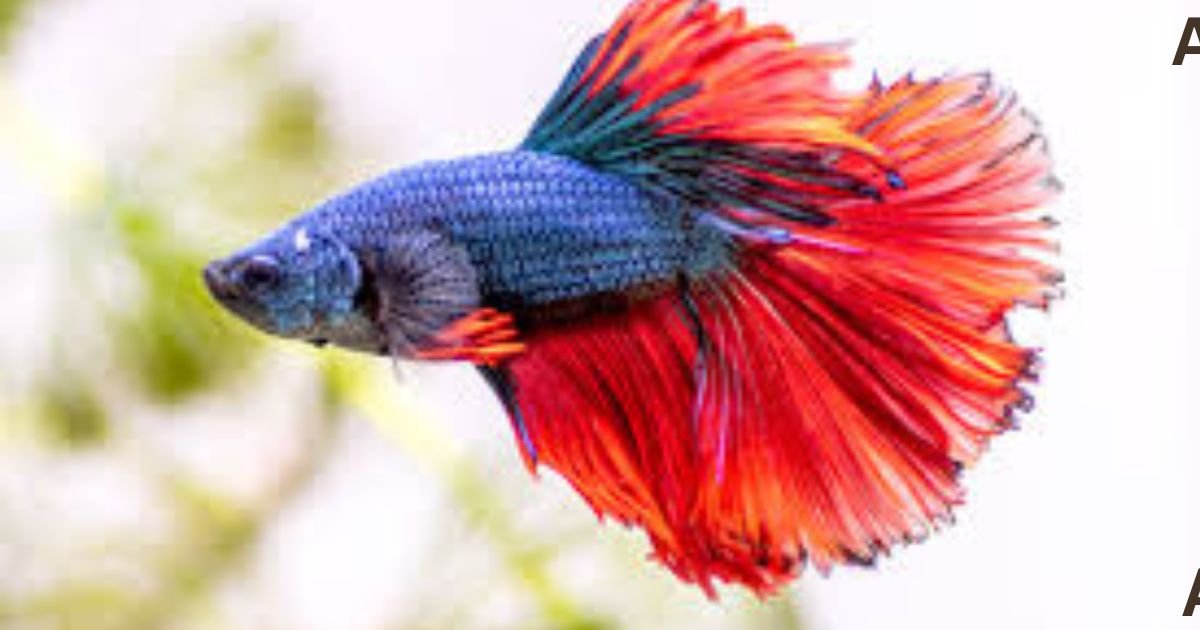 How Long Do Betta Fish Live