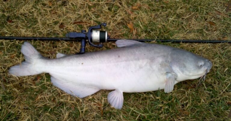 Why Are Blue Catfish A Problem