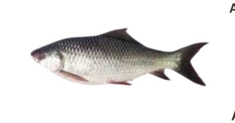 Rohu Fish Benefits And Side Effects