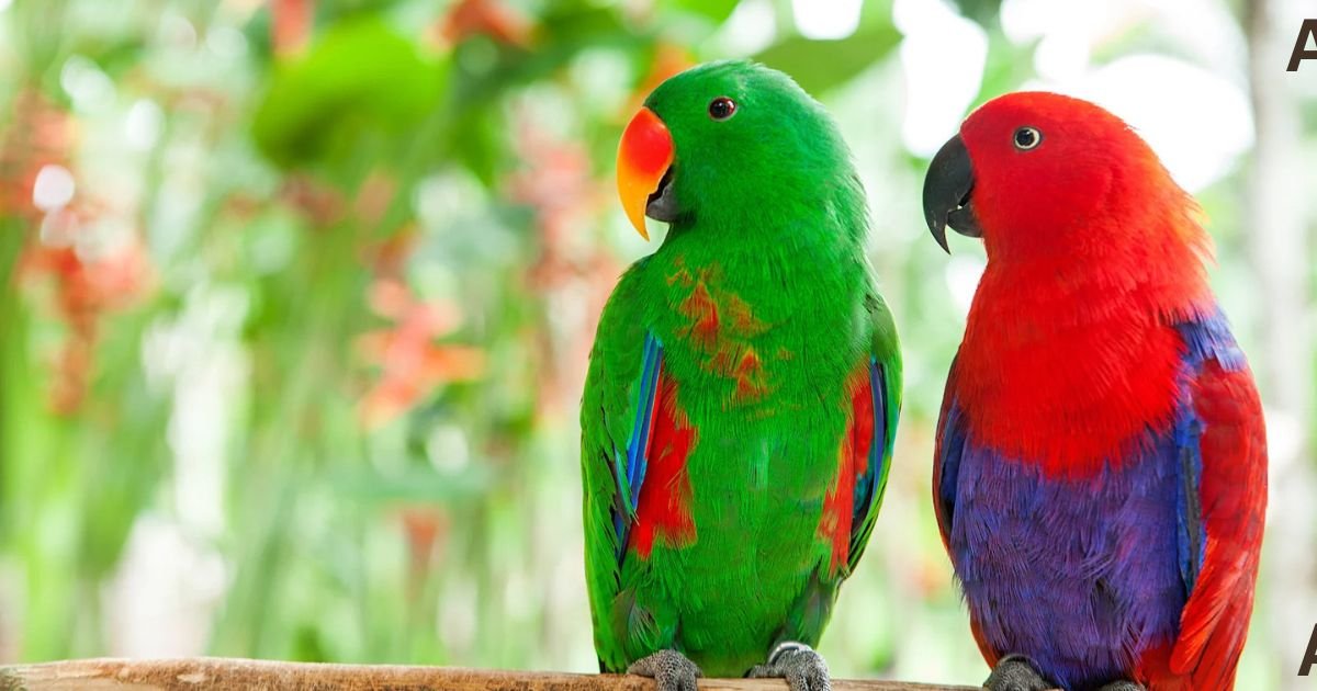 Colorful Parrot Care