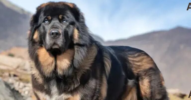 Tibetan Mastiff Price in India