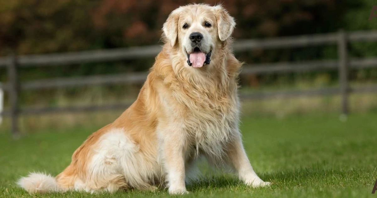 Golden Retriever Price in India