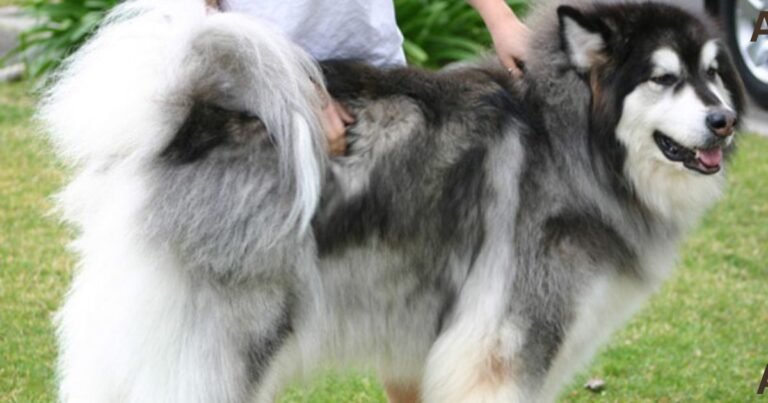 Alaskan Malamute Price in India