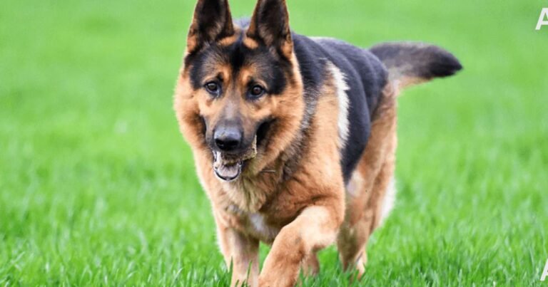 Facts About German Shepherds Dog