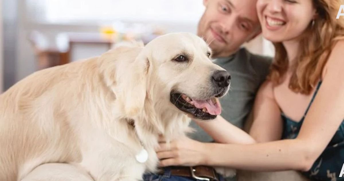 Essential Strategies for Happy Pets