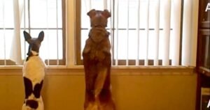 Block Window View For Dogs